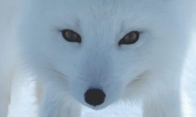 Interview With Dmitry Orlov