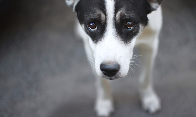 The Dangers of Animal  Idolatry